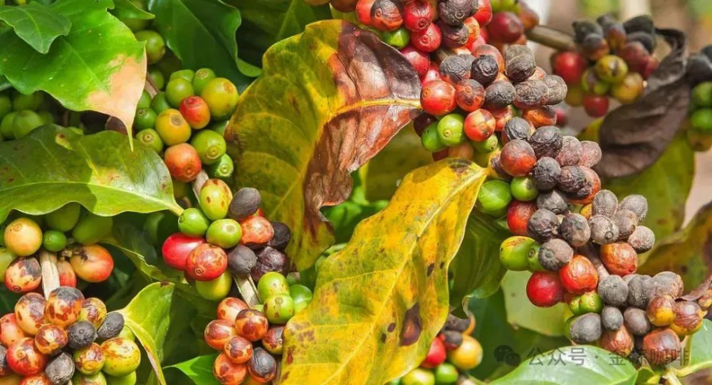 Flavor Profile and Breeding Origins of Ethiopia’s Disease-Resistant Coffee Varieties 74158 and 74110