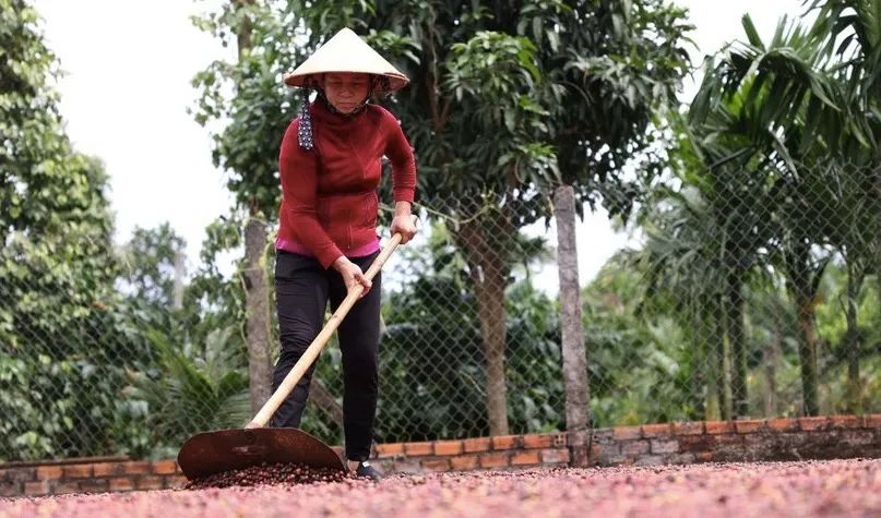 Will Vietnam's 2024/25 coffee season see a 10% production drop? How La Niña affects Robusta prices