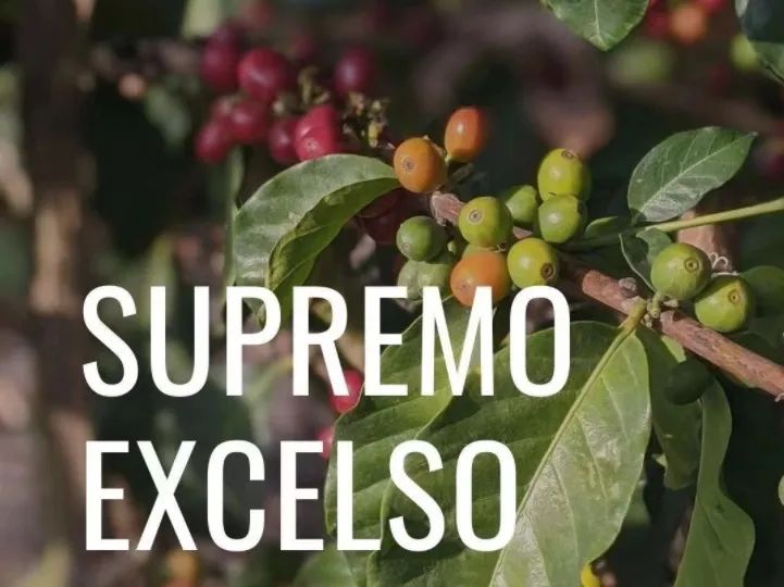 A Complete Guide to Colombian Green Coffee Bean Grading: How Are Supremo and Excelso Different? Master the Defect Counting Method