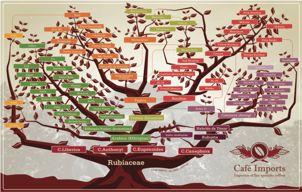 Bourbon Coffee Variety Color Guide: Red, Yellow, Orange, Pink – Characteristics & Flavor Differences