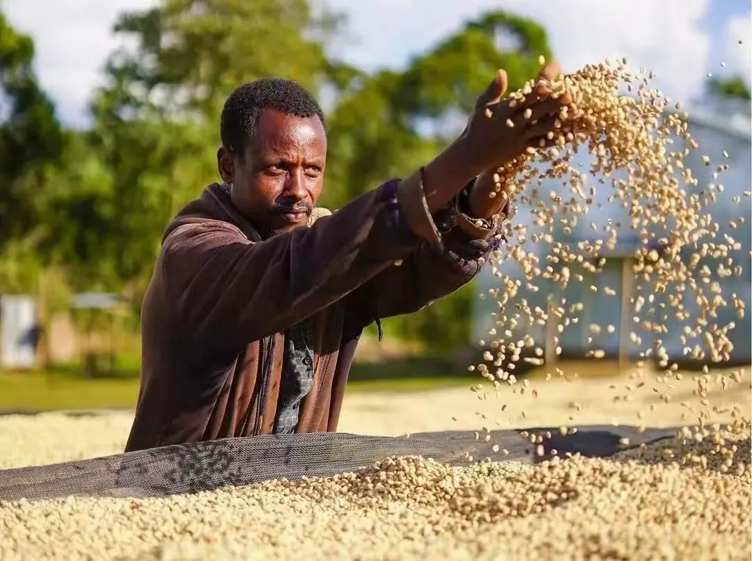 A Complete Guide to Classifying Green Coffee Bean Defects | How to Distinguish Defects from Normal Appearance Characteristics?