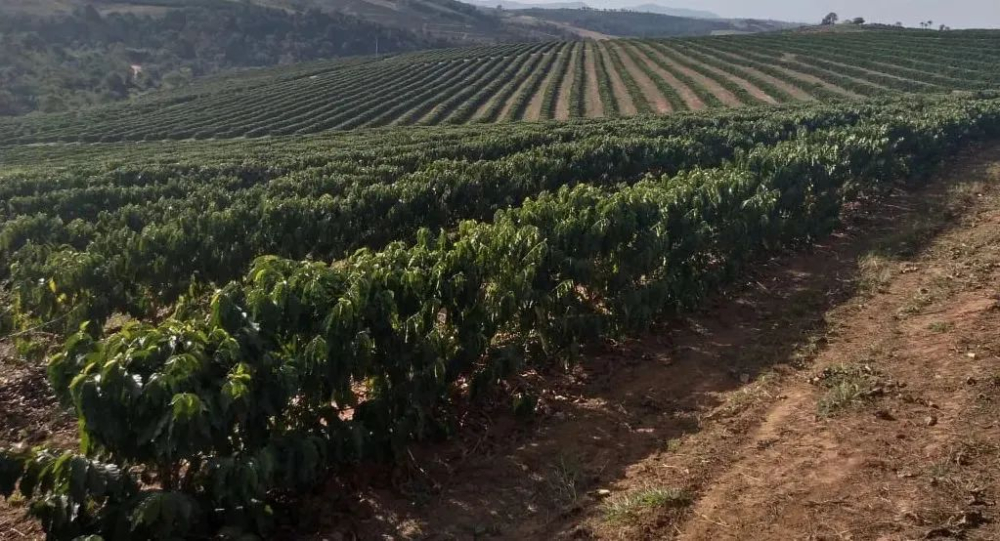 How to Grade Brazilian Green Coffee Beans? A Complete Guide from NY2 to SC17/18