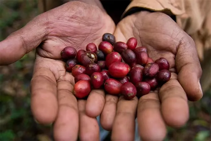 Why Are Ethiopian Coffee Beans Different in Size? Unveiling the Secrets of Heirloom and Native Varieties