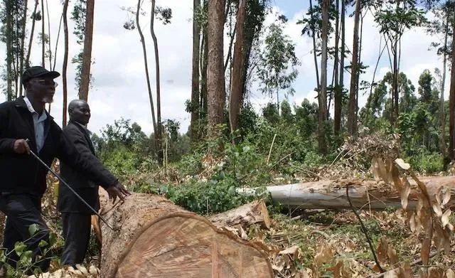 The EU Deforestation-Free Regulation postponed to 2025, Kenyan coffee exports face numerous challenges