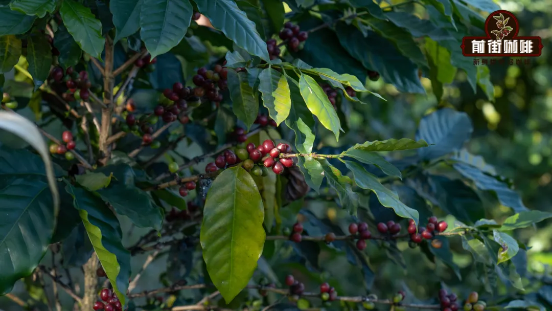 Analysis of the Three Major Legends of Coffee's Origin: The Truth Behind Shepherd Kaldi and Sheikh Omar