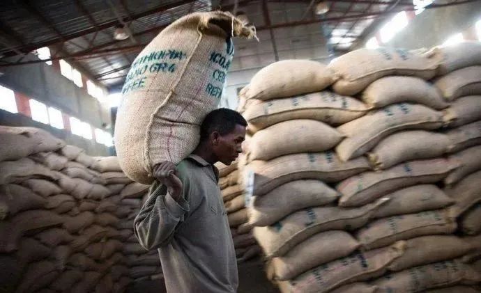 Ethiopia's October Coffee Exports Hit a Record High!Challenges Behind the Surge in Both Price and Production