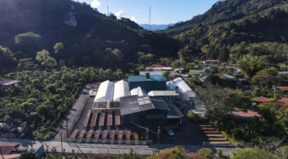 A Complete Guide to Costa Rica’s Specialty Coffee Varieties: From Villa Sarchi to H1 and Obata – Cultivation and Flavor Profiles