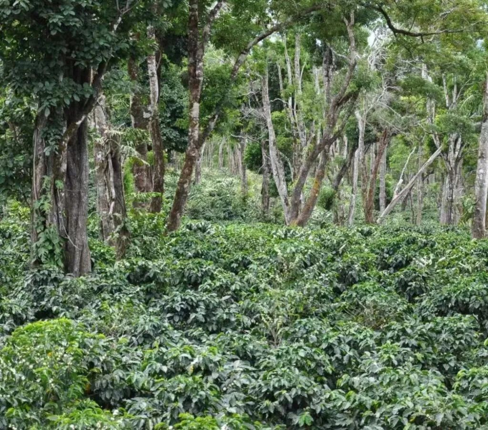 Front Street Coffee's Complete Guide to Pour Over with Emerald Estate Diamond Mountain Catuai: Variety Background, Flavor Profile, and Brewing Techniques