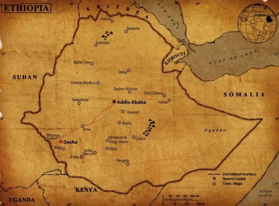 From Ethiopia to Panama: The Discovery, Naming, and Global Flavor Journey of Geisha Coffee