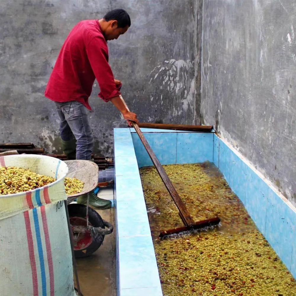 Analysis of Sumatra Mandheling Wet-Hulled Process: How Do Aged Beans Develop Their Unique Flavors?