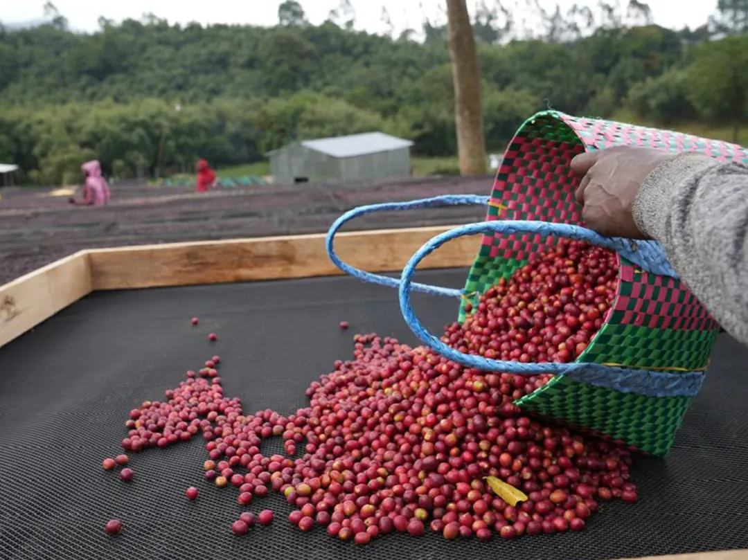 Why Are Ethiopian Coffee Beans Different in Size? Unveiling the Secrets of Heirloom and Native Varieties