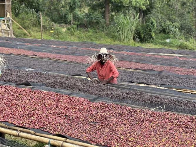 Ethiopia's October Coffee Exports Hit a Record High!Challenges Behind the Surge in Both Price and Production