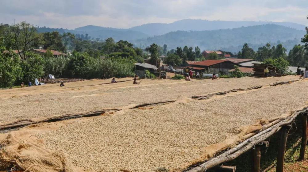 Analysis of Ethiopian Huakui Coffee Beans Version 8.0: A Complete Record from the Championship to Flavor Evolution