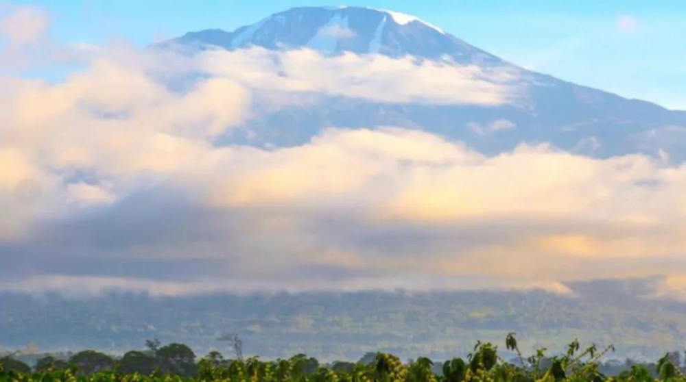 Flavor Profile and Regional Characteristics of Tanzania Kilimanjaro Washed Typica