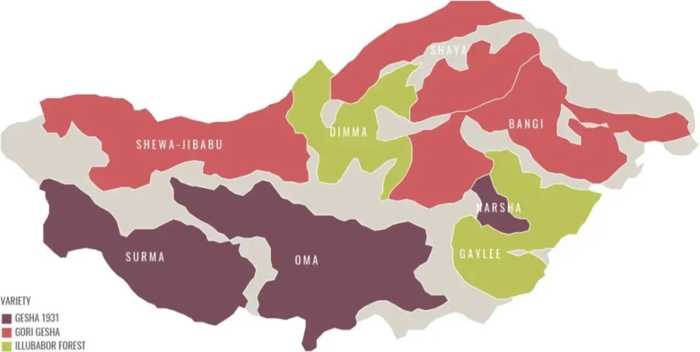 How to Choose the Chaka Lot from Ethiopia's Gesha Village? Flavor Profile & Brewing Tips for a High-Value Blended Bean
