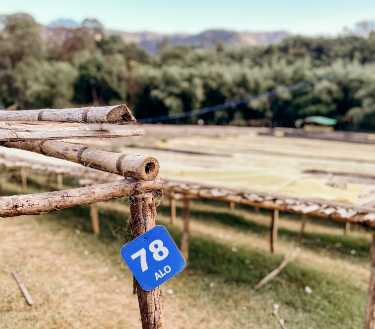 In-depth Analysis of Ethiopian Aro Village Coffee: Alpine Sun-Dried Flavors at 2,400 Meters and Processing Secrets