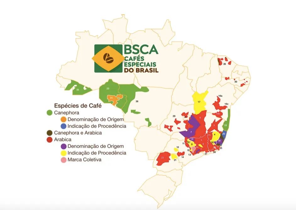 How to Grade Brazilian Green Coffee Beans? A Complete Guide from NY2 to SC17/18