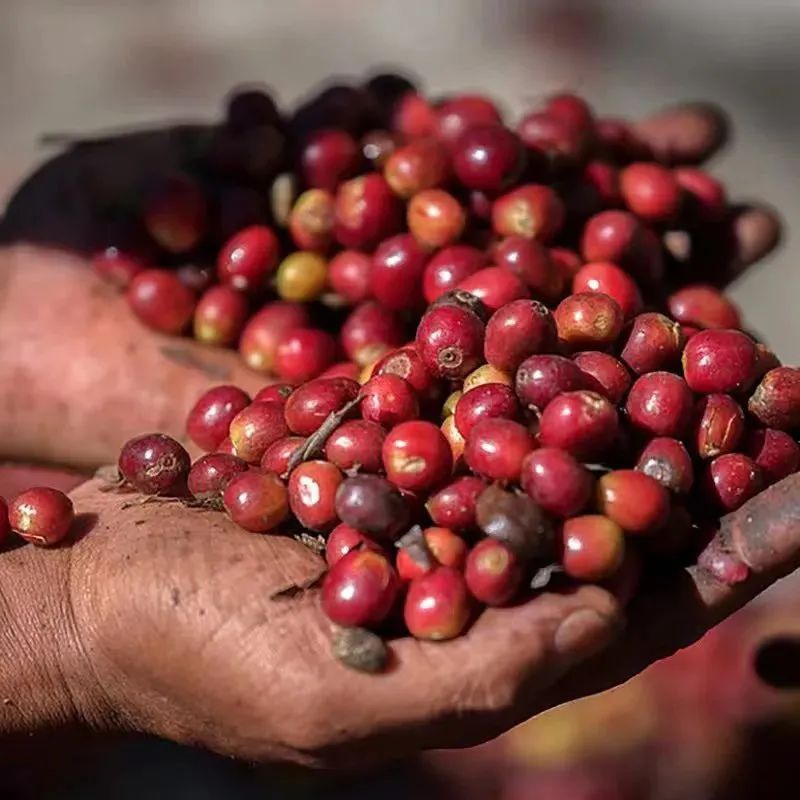 Why Ethiopian Coffee Beans Vary in Size and a Flavor Analysis of the 74158 Variety