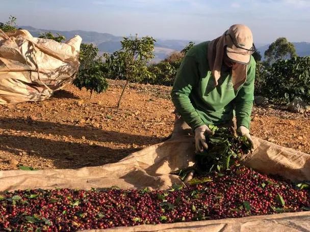 Behind the Soaring Price of Brazilian Coffee: A Comprehensive Analysis of Supply Chain Crisis and Exchange Rate Pressures