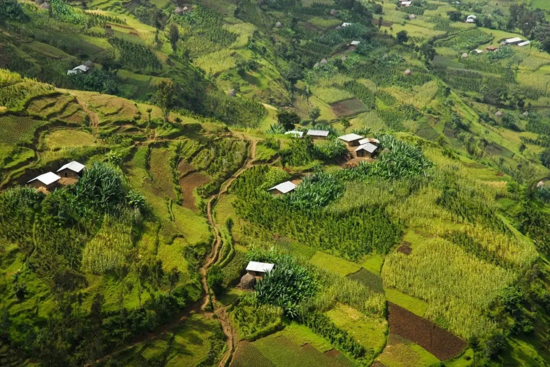 Why Are Ethiopian Coffee Beans Different in Size? Unveiling the Secrets of Heirloom and Native Varieties