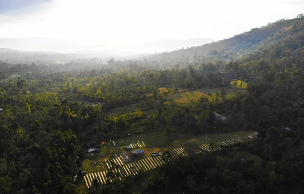 How to Choose the Chaka Lot from Ethiopia's Gesha Village? Flavor Profile & Brewing Tips for a High-Value Blended Bean