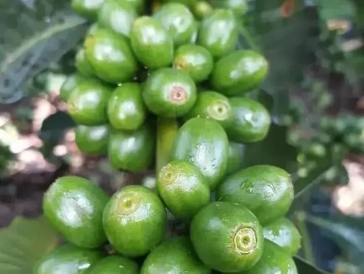 Introduction to the Ombligon Elephant Bean Coffee Variety in Colombia | Flavor Analysis of the Frontier Line Estate's Double Anaerobic Processing