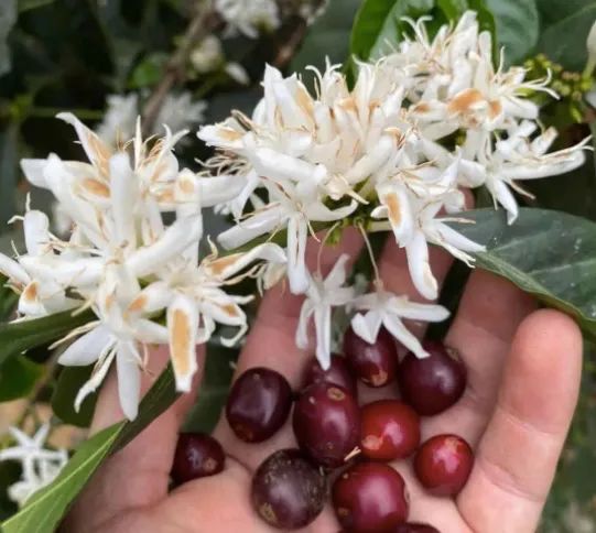 Geisha Coffee Variety Guide: The Secrets Behind Its Birth in Ecuador and Rise to Fame in Colombia