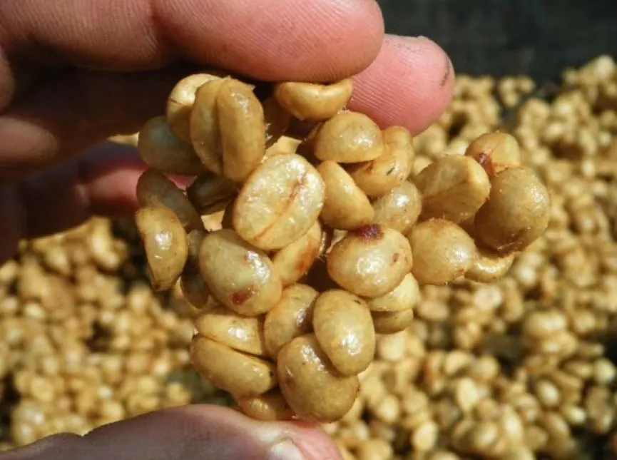 How to Brew Colombian Geisha Honey Processed Beans? Tested Pour Over Parameters and Flavor Analysis