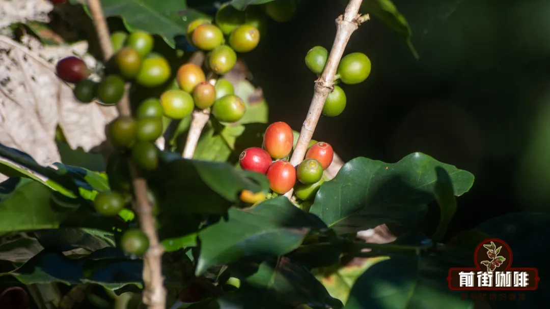 The Big Reveal: How Coffee Altitude Affects Flavor – How High-Altitude Cultivation Enhances Coffee Quality