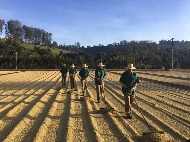 Analysis of the Global Coffee Futures High-Price Cycle: A Comprehensive Look at Trends Over the Next 3–5 Years and Regional Challenges