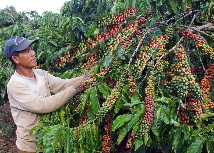 The Challenges and Trends Behind Vietnam’s Record Coffee Exports and Soaring Prices