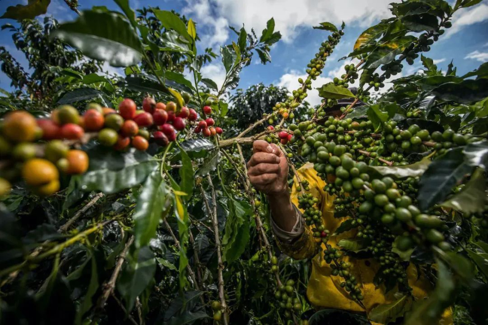 Colombia upgrades coffee seedling subsidies; 2024/25 production expected to reach 12.9 million bags
