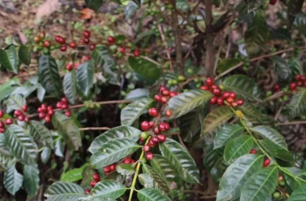 Costa Rica vs Panama Geisha Flavor Analysis | Honey-Processed Tarrazú Geisha Tasting Guide