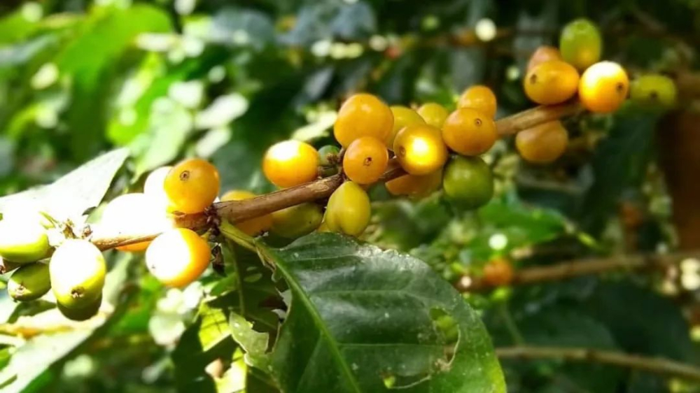 Colombia Hope & Blue Mountain Estate: A Complete Guide to Geisha Sun-Dried Flavors and High-Altitude Cultivation