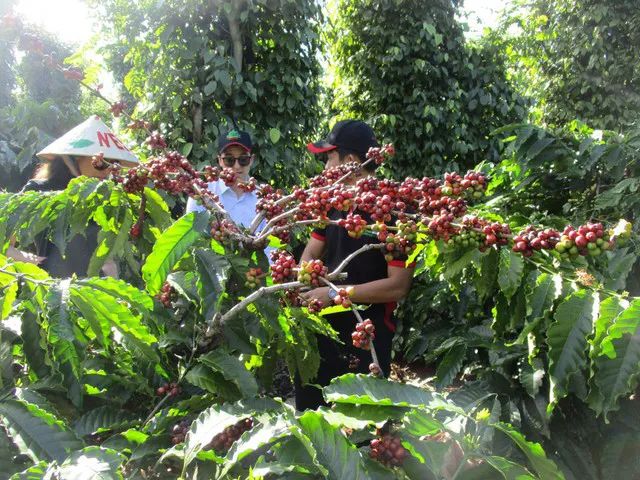 Vietnam’s coffee production forecast declines – an analysis of the reasons behind the surge in Robusta prices