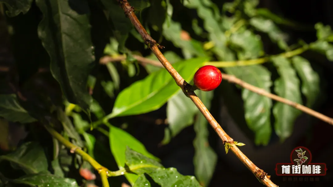 How does harvesting only fully ripe cherries enhance specialty coffee flavor? The Red Cherry Project brings about an industry transformation