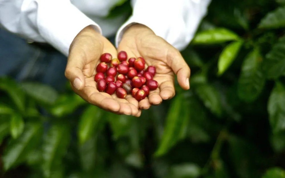 Costa Rica vs Panama Geisha Flavor Analysis | Honey-Processed Tarrazú Geisha Tasting Guide