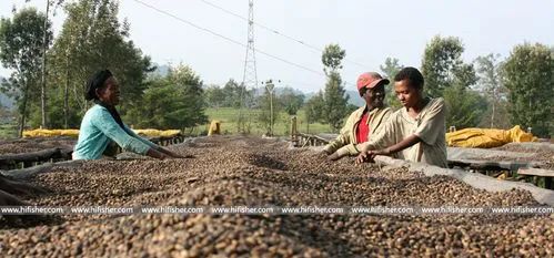 Analysis of the Differences Between Washed and Natural Yirgacheffe: Flavor Comparison of Kochere and Red Cherry Beans