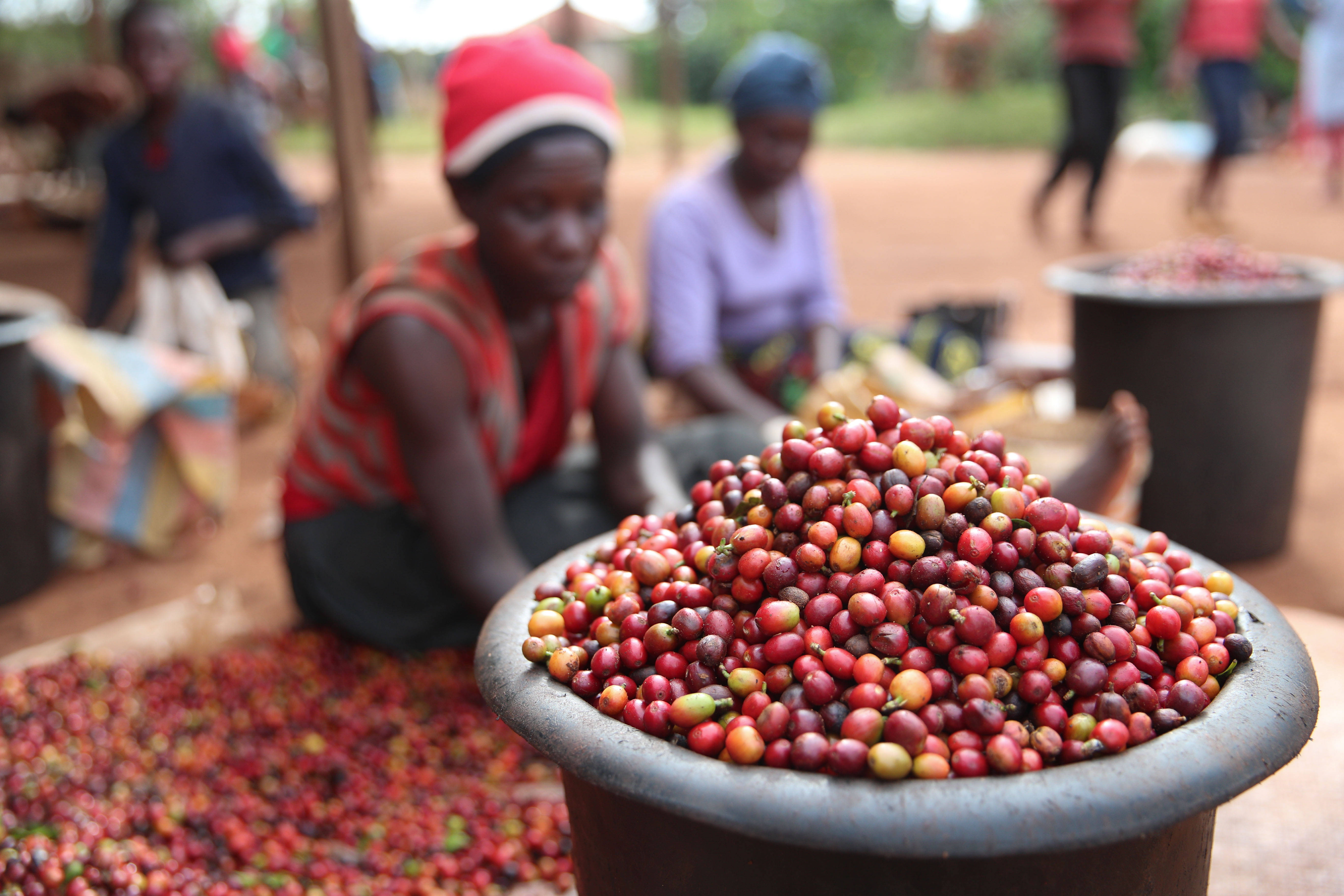 A Beginner's Guide to Kenyan AA Coffee Beans: Regions, Grading, and K72 Washed Processing Flavor Analysis