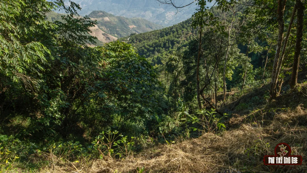 The Big Reveal: How Coffee Altitude Affects Flavor – How High-Altitude Cultivation Enhances Coffee Quality