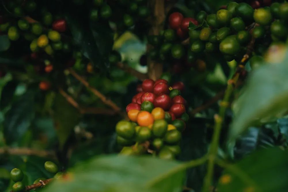 Analysis of the Red Cherry Project: How to Select Ethiopian Sun-Dried Red Cherry-Flavored Coffee Beans?