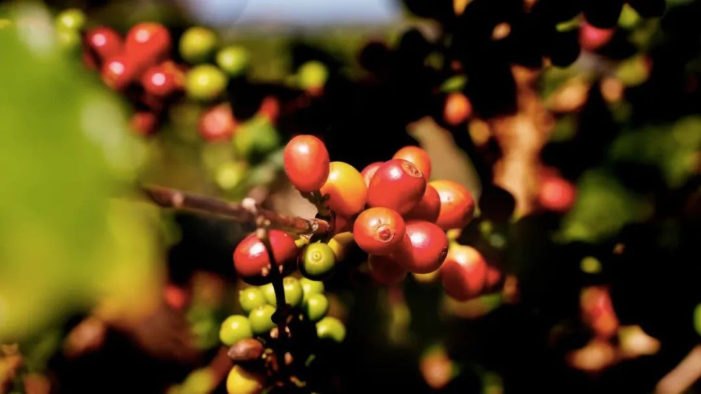 Brazilian Coffee Trade Crisis: How the Real's Depreciation and Futures Surge Impact the Global Supply Chain