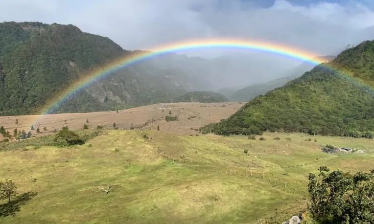 How to Brew Panamanian Boquete Geisha? Key Insights into Washed Processing and High-Altitude Flavors