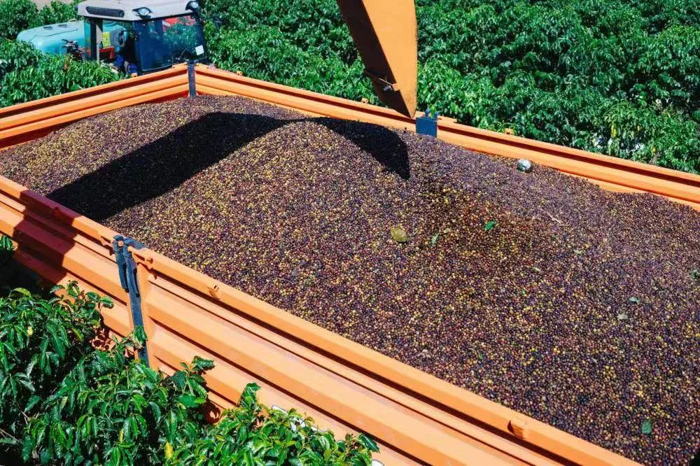 Ethiopia's coffee exports aim for $2 billion, analyzing new developments and challenges in the 2024/25 fiscal year