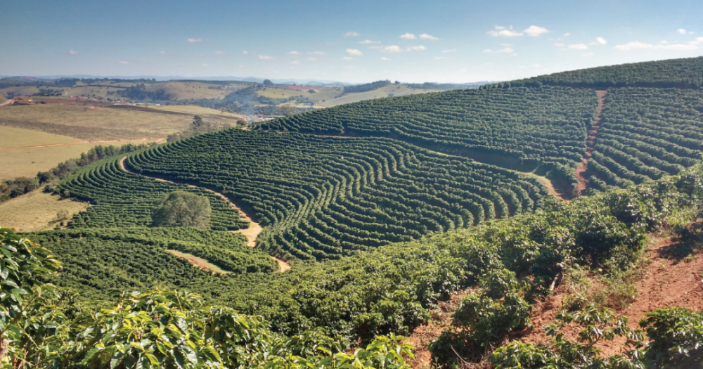Brazilian Yellow Bourbon Coffee: A Complete Guide from Genetic Mutation to Brewing Flavors