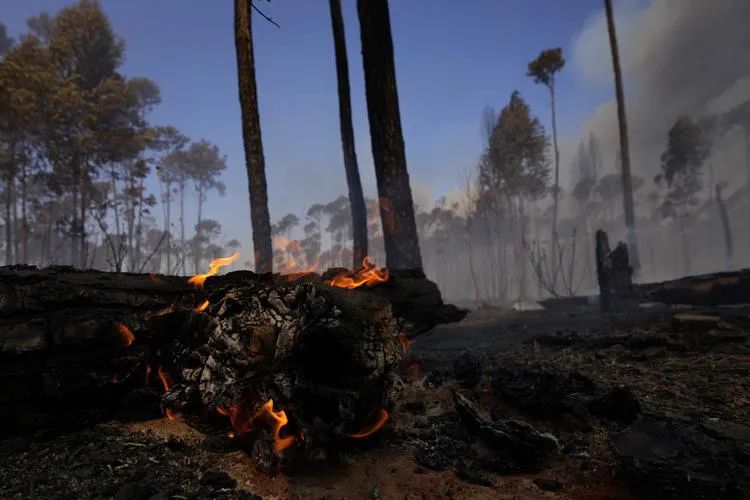 Behind the Global Coffee Futures Surge: How Brazil's Drought and Vietnam's Production Decline Affect Your Cup of Coffee