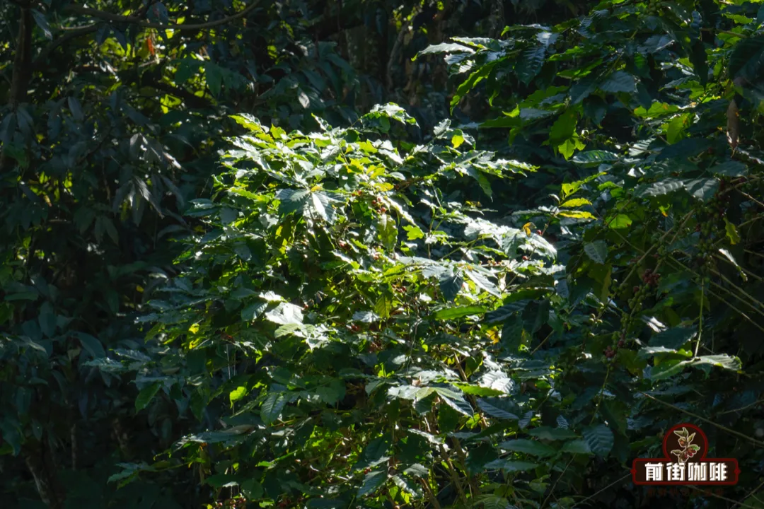 The Big Reveal: How Coffee Altitude Affects Flavor – How High-Altitude Cultivation Enhances Coffee Quality