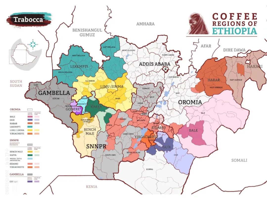 How to Choose Among Ethiopia's Three Star Coffees: Yirgacheffe, Geisha, and Huaku? A Full Analysis of Flavors and Origins