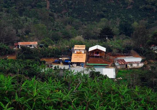 Costa Rica Don Mayo Geisha & Catuai: Honey Processing and COE Champion Flavor Profile
