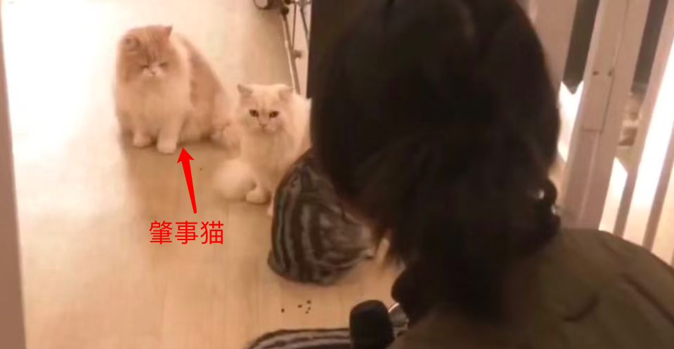 Cat Café Interaction & Bite Injury Compensation Dispute | Consumer Liability and Safety Precautions